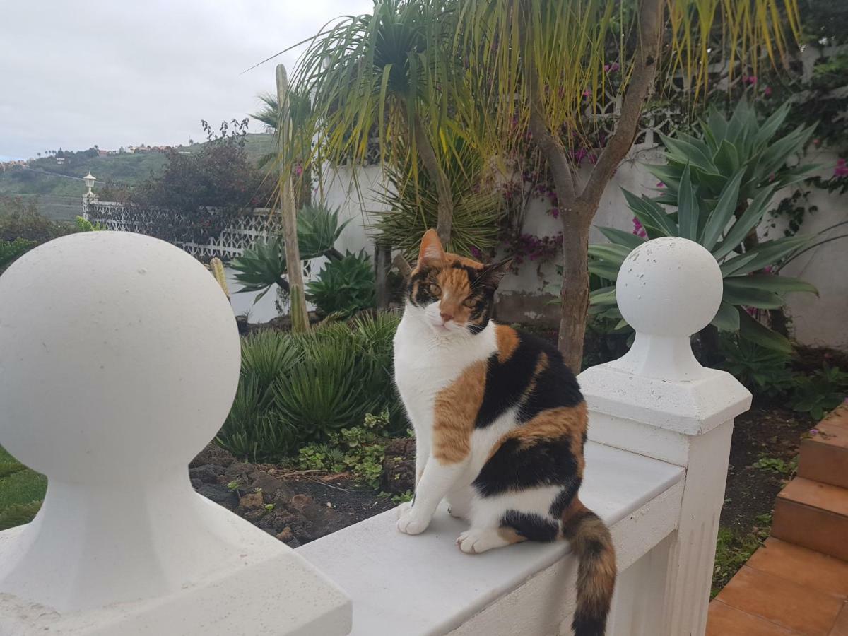 Villa Larnia De Tenerife ساوزال المظهر الخارجي الصورة